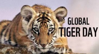 International Tiger Day 2019: History and Importance of Global Tiger Day