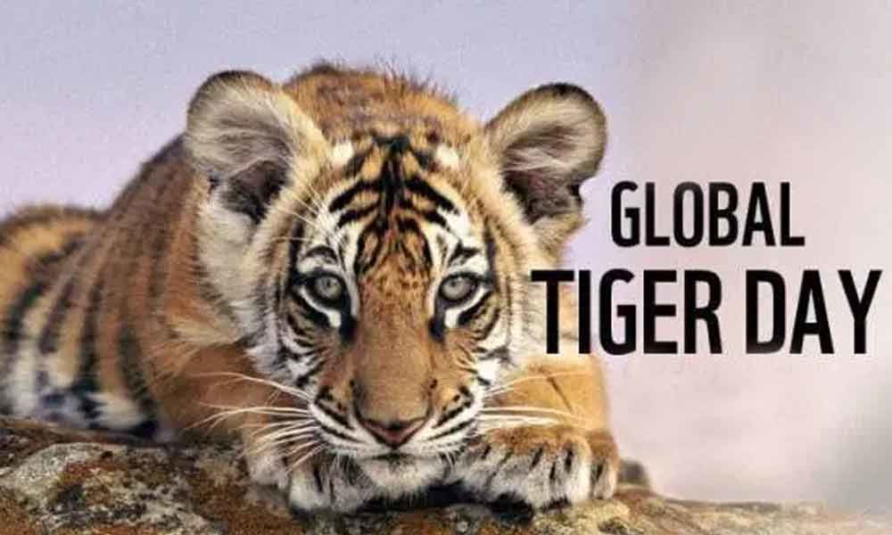 International GLobal Tiger Day 2019