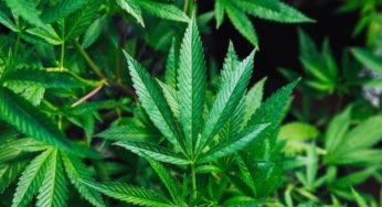 Sony Joseph Entertainment Launching Kickstarter to Fund The “Cannabis or Else” Encyclopedia, Volume 1 Soon