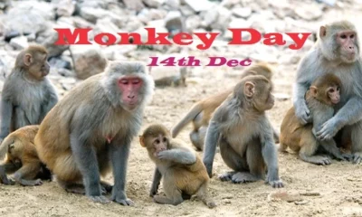 Monkey Day