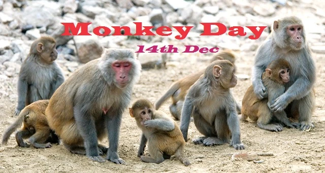 Monkey Day