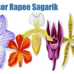 Professor Rapee Sagarik Google Doodle