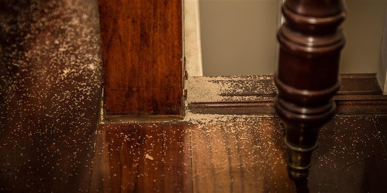 4 Signs of a Possible Termite Infestation