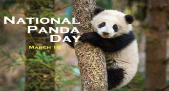National Panda Day 2020: History and Importance of Panda Day