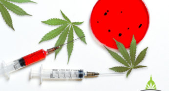 Cannabis and novel coronavirus, A Comprehensive Guide