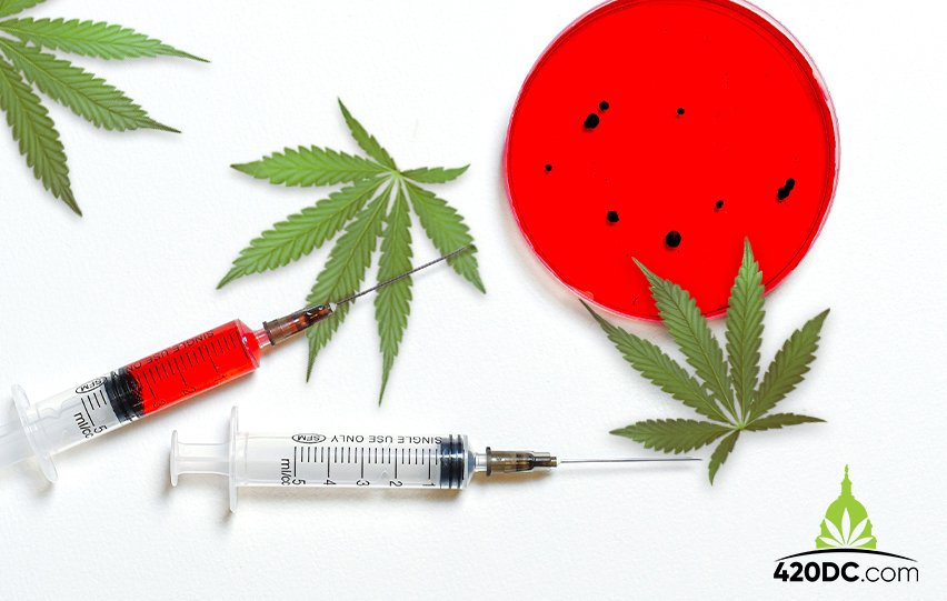 A Comprehensive Guide to Cannabis and Covid 19