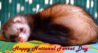 National Ferret Day 2020: History and Importance of the day