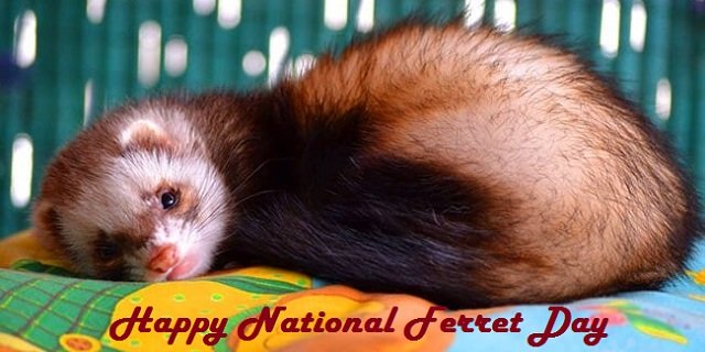 Happy National Ferret Day