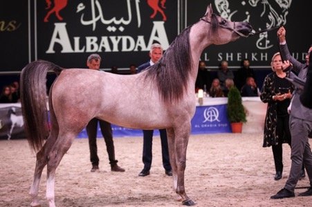Mohammad Sheikh Suliman’s exclusive horse stud