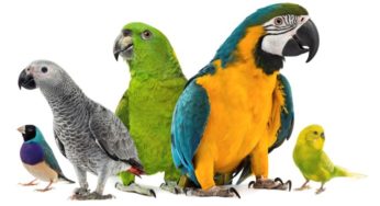8 Popular Companion Birds as Pets