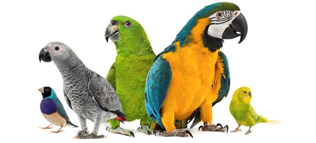 8 Popular Companion Birds as Pets