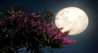 Super Flower Moon: Here is everything about May Full Moon
