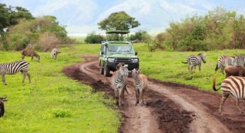 Top 3 virtual safaris to visit on World Environment Day 2020