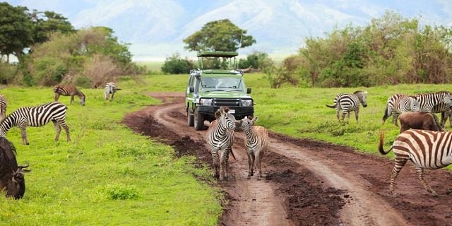 Top 3 virtual safaris to visit on World Environment Day 2020