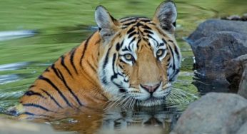 International Tiger Day 2020: 5 Interesting Facts about Tigers, The Magnificent Big Cats