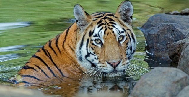 International Tiger Day