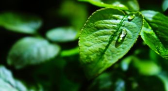 Food Sources of Choline