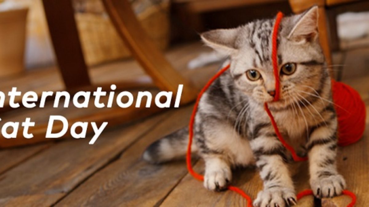 world cat day