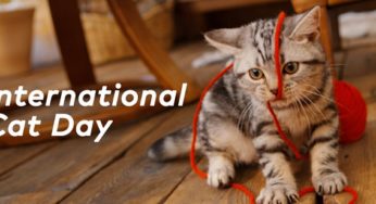 International Cat Day 2020: History and Significance of the day