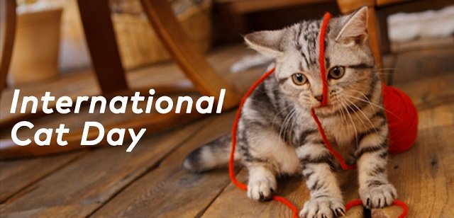 International World Cat Day