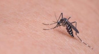 Florida Keys to experimental release genetically modified mosquitoes to stop the spread of diseases