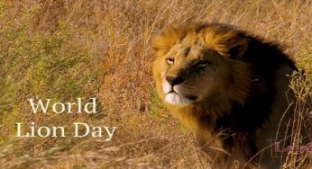 World Lion Day 2020: History and Significance of the day