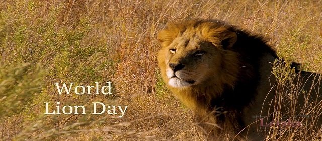 World Lion Day king of the jungle