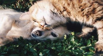 Best Pet Care Tips