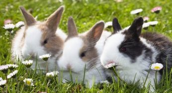 40 Fun Facts about Rabbits and Bunnies