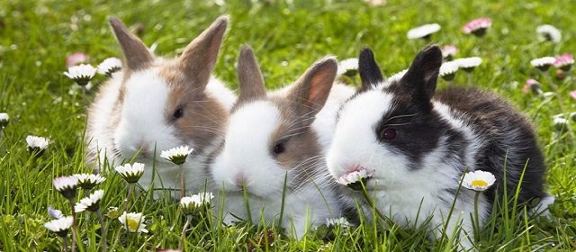 Fun Facts about Rabbits and bunnies