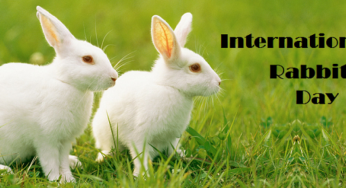 International Rabbit Day 2020: History and Importance of the day