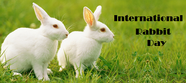 International Rabbit Day