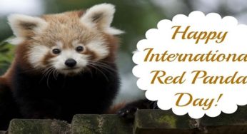 International Red Panda Day 2020: Interesting Facts About Red Panda