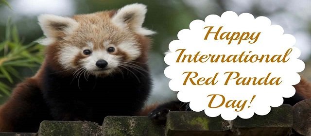 International Red Panda Day