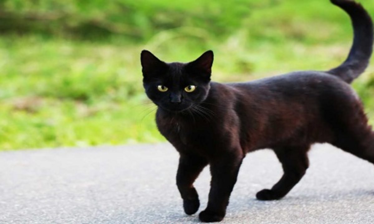 40 Fun Facts About Black Cat Time Bulletin