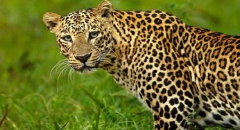 Amazing and fun facts about Leopard
