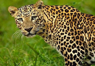 Amazing and fun facts about Leopard