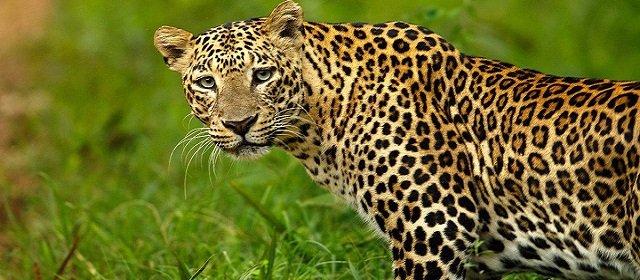 Amazing and fun facts about Leopard