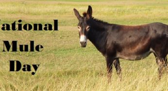 Fun Facts about Mule and Donkey you need to know on Mule Day