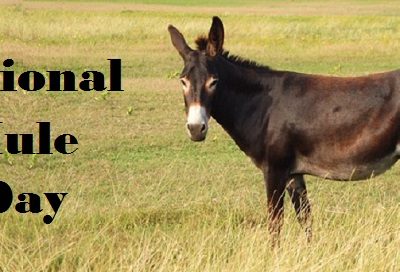 Facts about Mule and Donkey you need to know on Mule Day