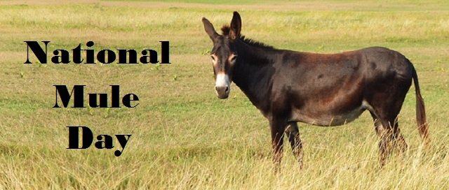 Facts about Mule and Donkey you need to know on Mule Day