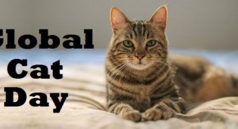 Global Cat Day 2020: History and Importance of the Feral Cat Day