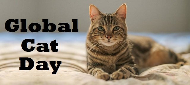 Global Cat Day