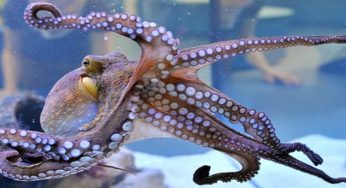 Interesting Facts about Octopuses you need to know on World Octopus Day