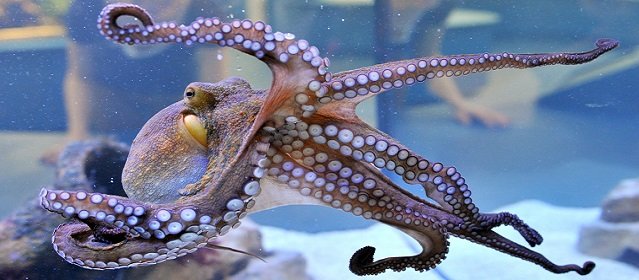 Interesting Facts about Octopuses you need to know on World Octopus Day