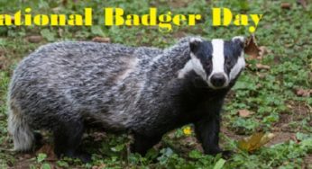 Interesting Facts about Badgers you need to know on National Badger Day