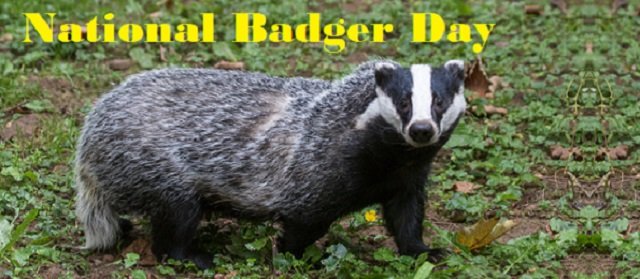 National Badger Day