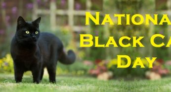 Black Cat Day: History and Importance of the day