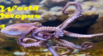 World Octopus Day 2020: History and Importance of the day