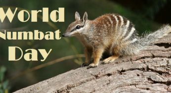35 Fun Facts about Numbats you need to know on World Numbat Day